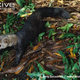Illustration for article titled Monday Mustelid - Eira barbara Edition